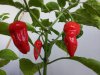 Bhut1.jpg