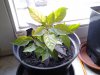 Foto0193.jpg