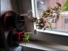 Foto0194.jpg