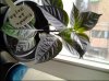 Foto0199.jpg