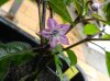 DSCN8507.JPG