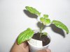 Bhut%20Doentinha.JPG