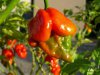 Trinidad Scorpion Red.JPG