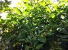 Habanero White.jpg