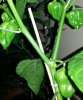 20120905_201141-1-1-1.jpg