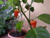 IMG-20120910-WA0001.jpg