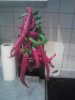 K640_IMG_20120821_211704.JPG