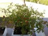 unbekannte-chili.jpg