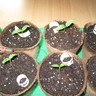 chilis002.jpg