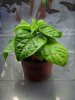 comp_7Pot-1.jpg