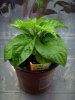 comp_7Pot-2.jpg