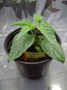 comp_MiniRocoto-4.jpg