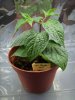 comp_MiniRocoto-5.jpg