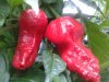 Bhut 3.jpg