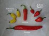 1209-afchili.jpg