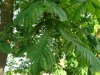 DSC00452.JPG