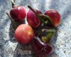 DSC02732.JPG