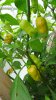 DSC02946.JPG