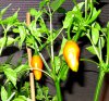 aji ecuador orange.jpg