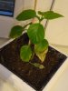 DSC03431.JPG