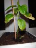 DSC03433.JPG