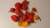Trinidad_Scorpion_Moruga_Ernte.jpg