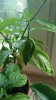 Chili grün .jpg Chili grün .jpg