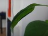 DSC03447.JPG