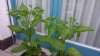 DSC_0126.JPG DSC_0126.JPG