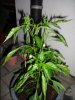 DSC02659.JPG