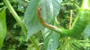 WP_20150712_13_59_36_Pro.jpg WP_20150712_13_59_36_Pro.jpg