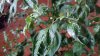 20150824_194325.jpg 20150824_194325.jpg