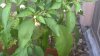 WP_20150815_20_01_37_Pro.jpg