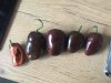 Rocotos.jpg