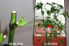 Sunflower-Chili.jpg