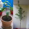 Sunflower-Chili.jpg