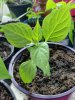 20160421_171029-480x640.jpg 20160421_171029-480x640.jpg