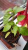 20160426_181054.jpg