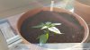 20160510_070341.jpg 20160510_070341.jpg