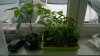 WP_20160512_09_17_15_Pro.jpg