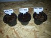 Habanero rot, Chili Unbekannt, Lombardo.jpg