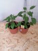 Scotch Bonnet gelb von Dehner.jpg