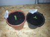 Trinidad Moruga Scorpion Butch T.jpg