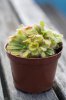 Carnivorous Plant.jpg