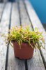 Carnivorous Plant 1.jpg