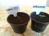 Habanero Red und Unbekannt.jpg