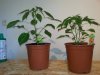 Scotch Bonnet Gelb.jpg