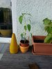 IMG_20160609_190607812.jpg