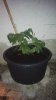 IMG_20160610_230004.jpg