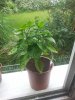IMG_20160612_160401408.jpg
